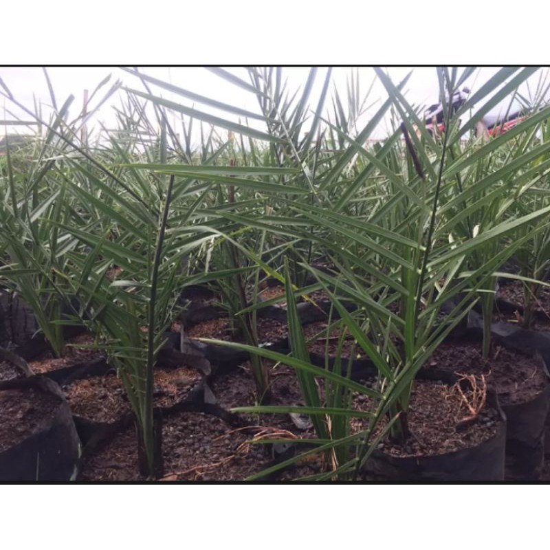 pohon kurma tropis tinggi 1 meter