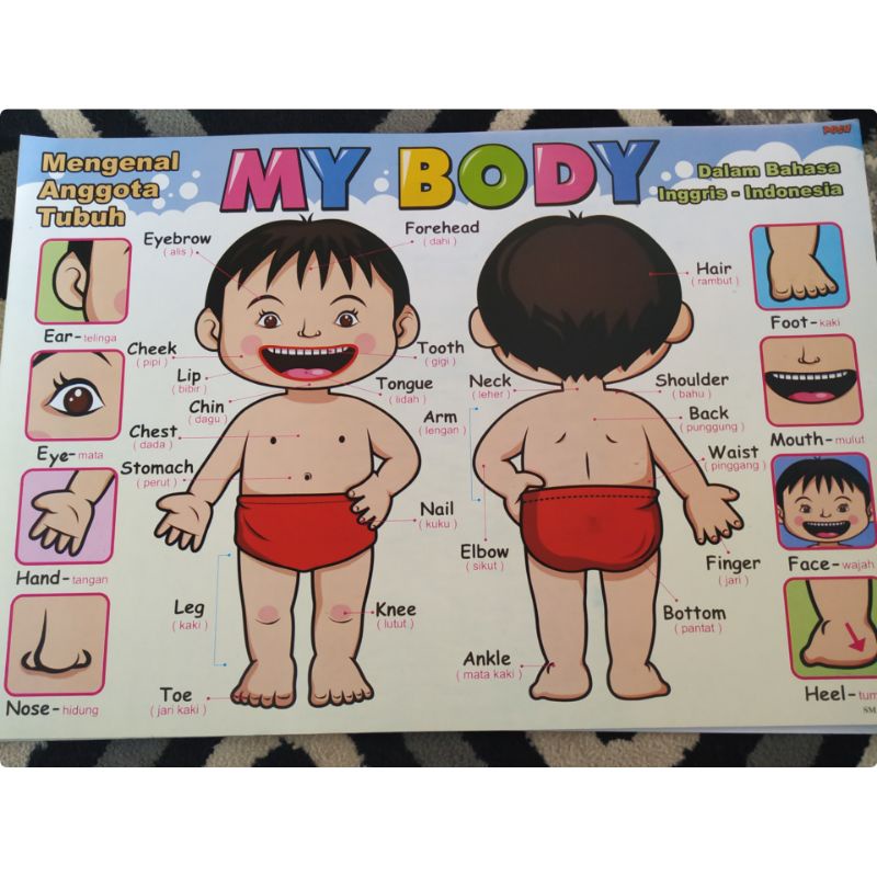 Jual Poster Edukasi Anak Mengenal Bagian Tubuh | Shopee Indonesia