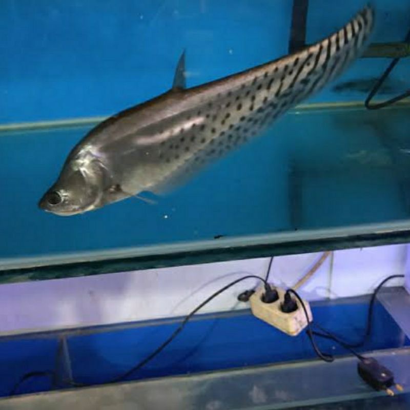 Belida Royal size 12-14cm