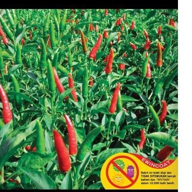 Benih Cabai Rawit Pelita F1
