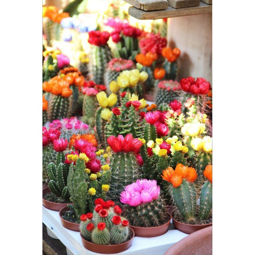 Benih Bibit Biji - Cactus Superfine Mixed Kaktus Bunga Hias Ornamental Seeds - IMPORT