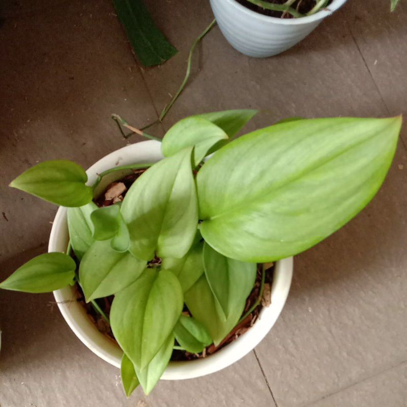 Scindapsus Treubii Moonlight golden