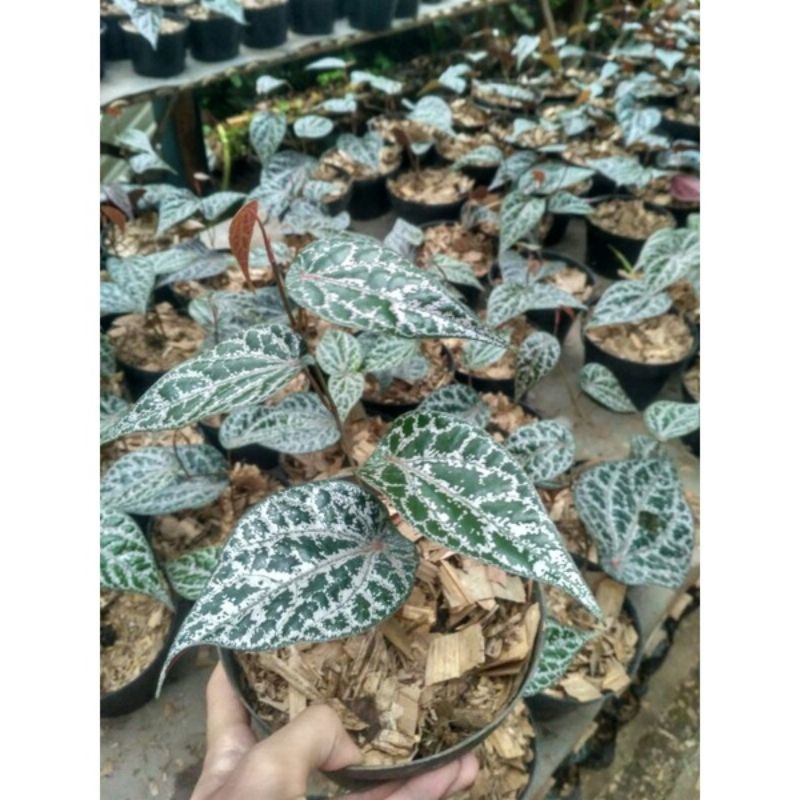 Bibit Sirih Merah Pohon Sirih Merah Bibit Daun Sirih Merah Piper Ornatum Pohon Daun Sirih Merah