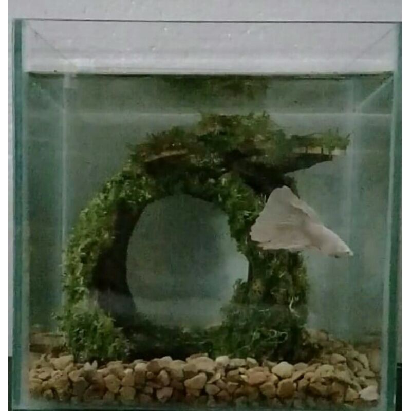 Aquascape Mini Ikan Cupang (Tank+Bonsai+Moss+Pasir+Cupang)