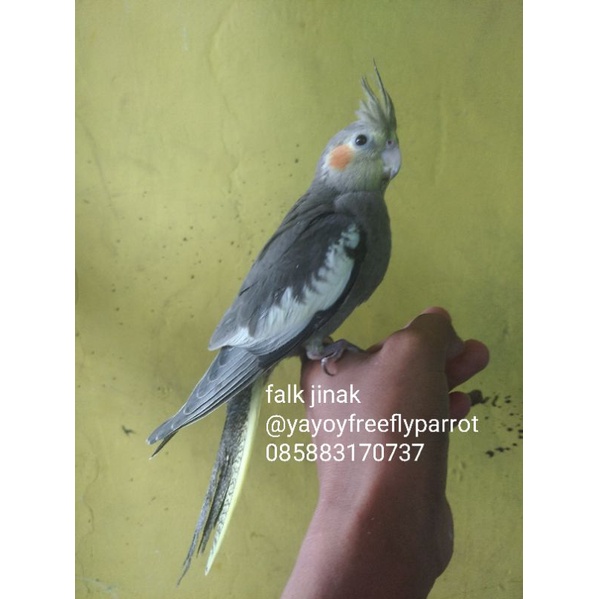falk Parkit Australia jinak grey