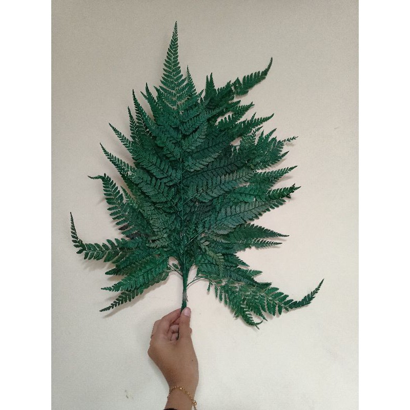 Daun Pakis kering Paku | tanaman paku | buket | seserahan rustic