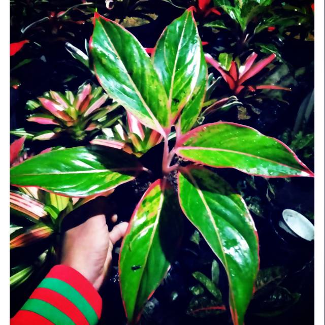 Tanaman aglonema lipstik pink / pink siam aurora