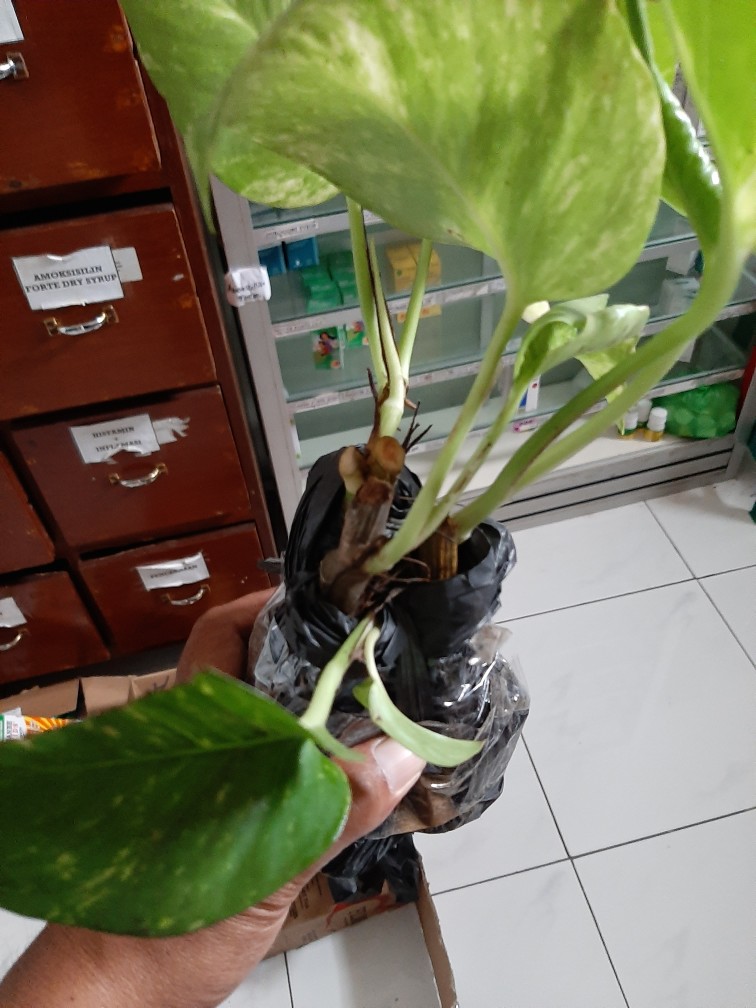 Sale ❗❗ Bibit Sirih Gading Jumbo