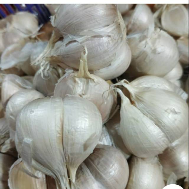 

Bawang Kating Himalaya