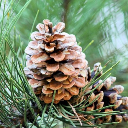 Biji pinus Pine Cone Mainan gigit hewan Hamster Kelinci Chew Pet Toy Bunga pinus Dekorasi pinecone