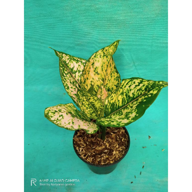 Aglonema Ruby Orange