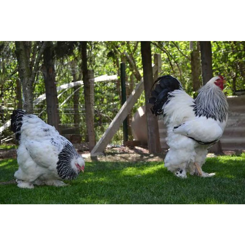 TELUR TETAS AYAM HIAS BRAHMA COLOMBIA UNTUK DI TETASKAN