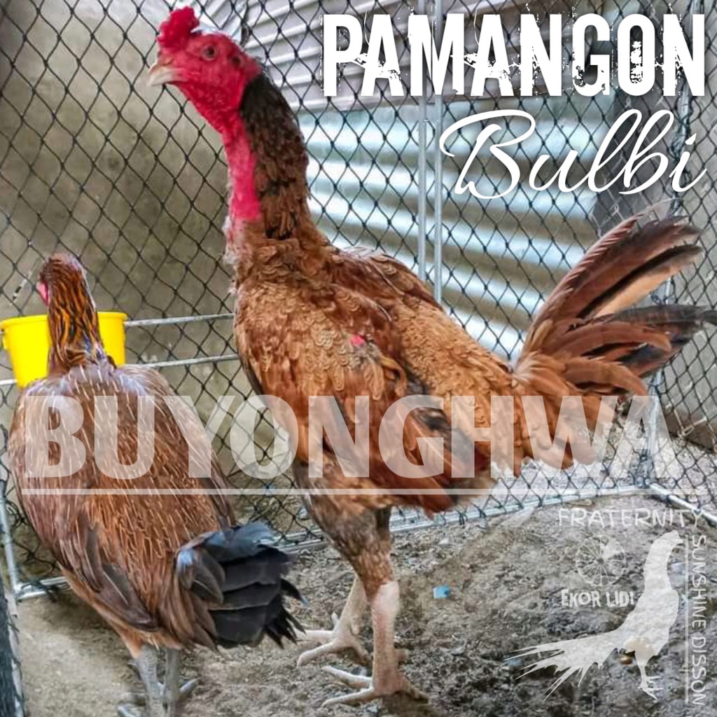 ayam bangkok pama ninja ori pamangon bulbi telur fertil
