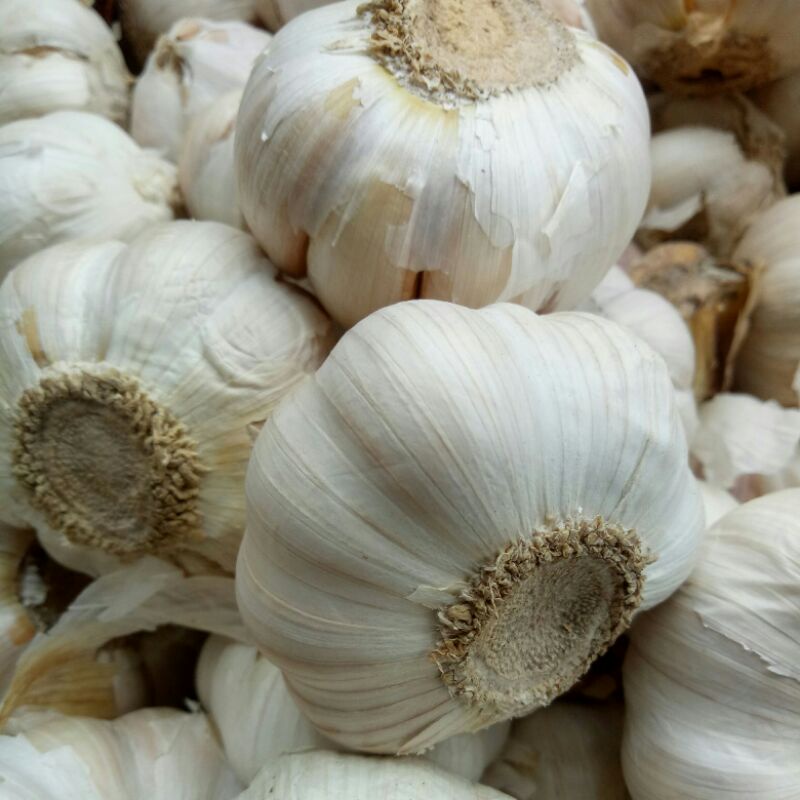 

Bawang Putih