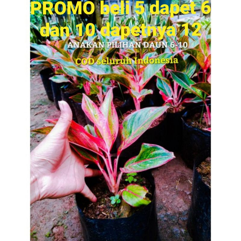 aglonema lipstik - aglonema lipstik merah - aglonema lipstik siam aurora - aglonema lipstik murah