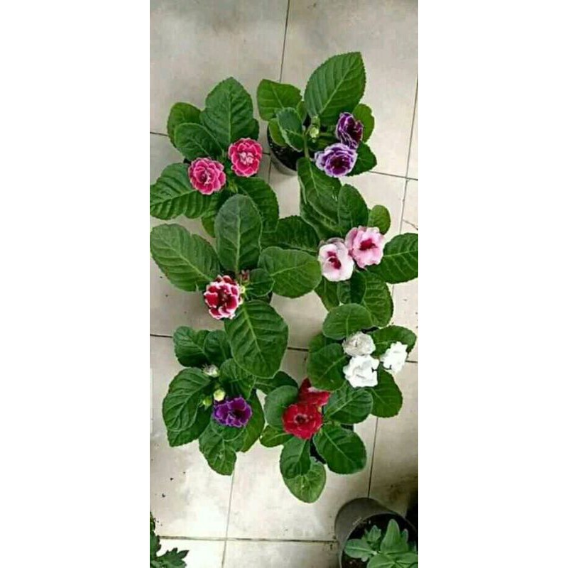 

gloxinia