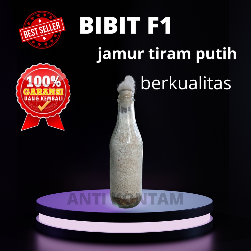 

Bibit F1 Jamur Tiram Putih Berkualitas