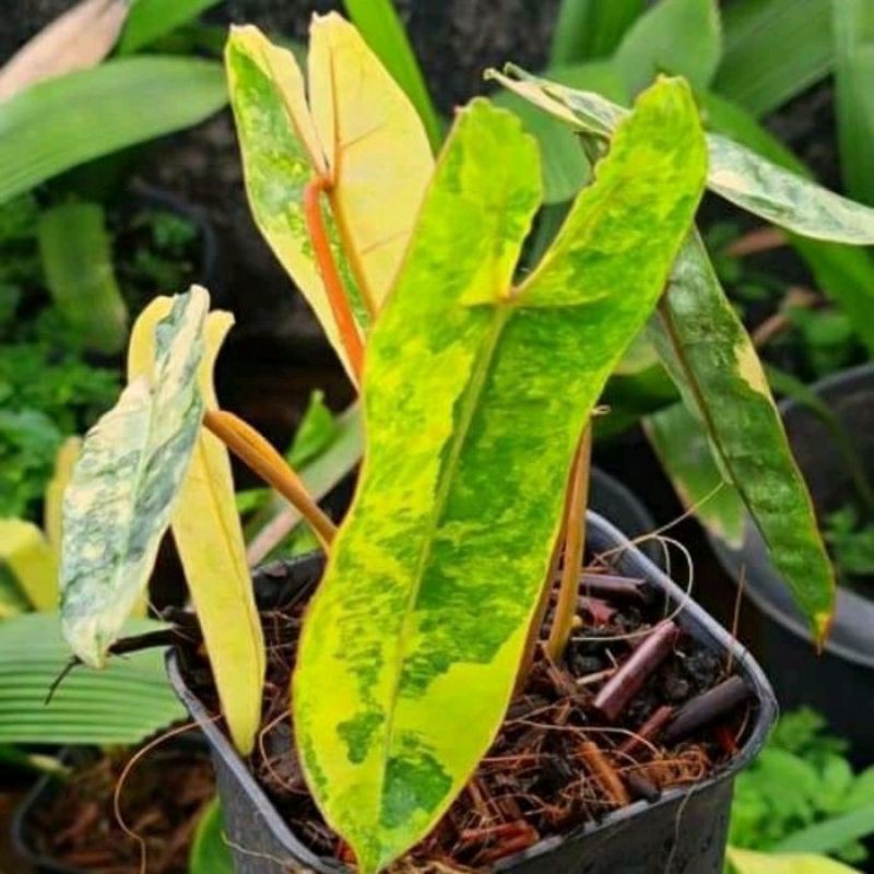 Bibit Bonggol Philodendron Kabel busi Varigata