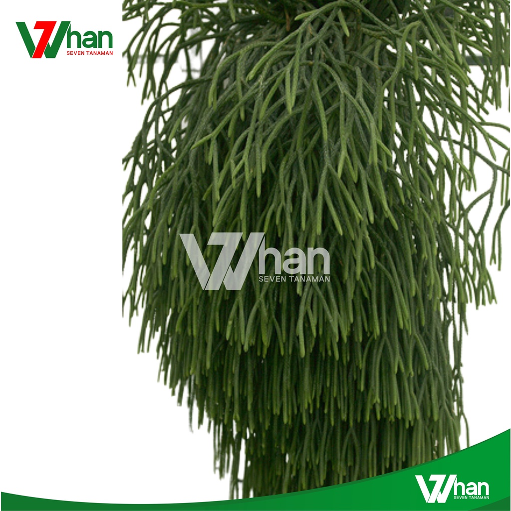 Huperzia carinata kumpai ekor tikus WHAN7 TANAMAN