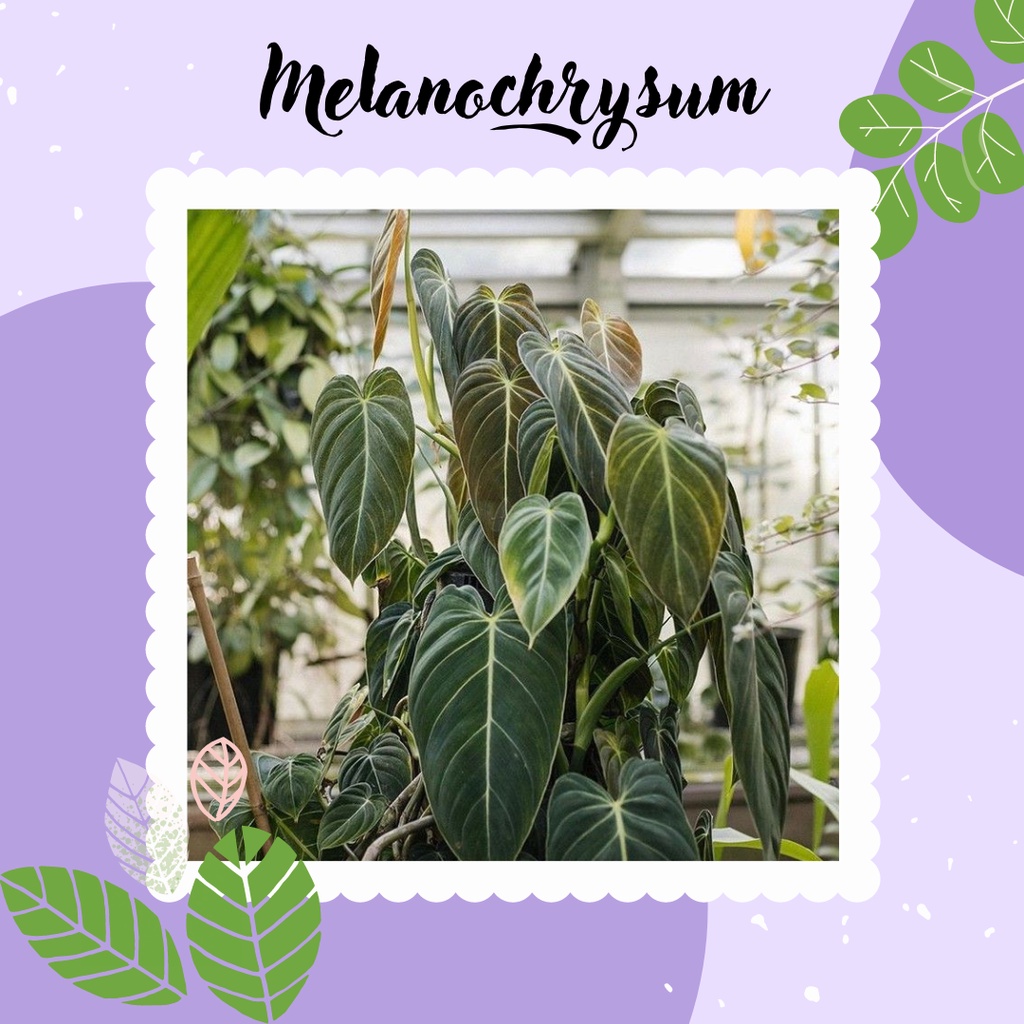 Melanochrysum Tanaman Hias Philodendron Melanochrysum