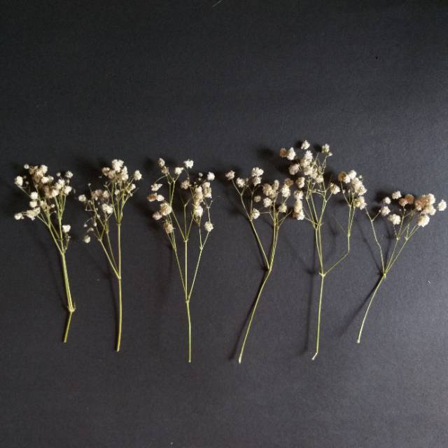 Min 10 Tangkai Natural Dried Flower Mini Baby Breath Bunga Rustic Bunga Kering Termurah Shopee Indonesia