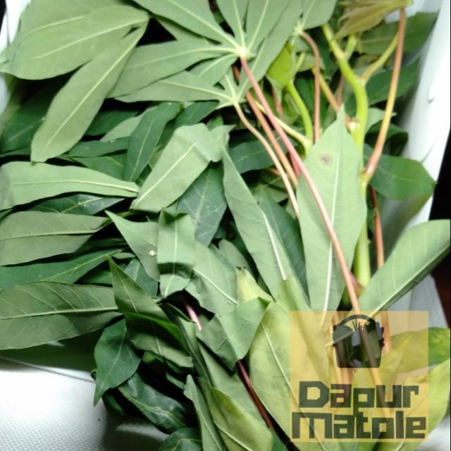 

DAUN SINGKONG 1 IKAT