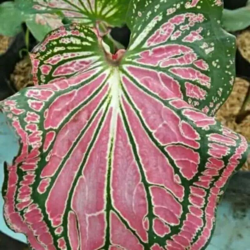 tanaman hias keladi wayang remaja