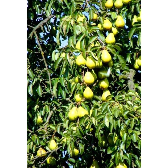 Bibit Buah Pir Hijau Cepat Berbuah