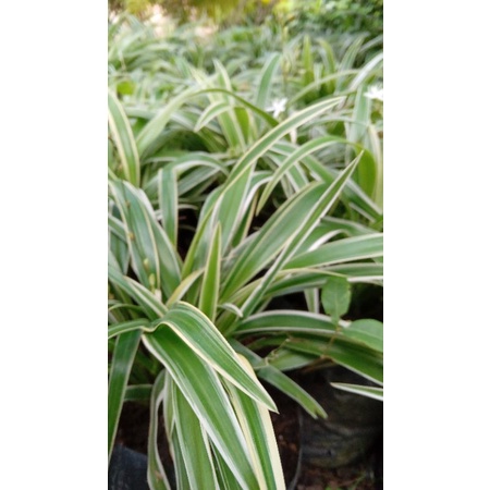 bunga jadul lili paris