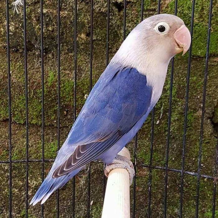 Lovebird Violet Spangel Shopee Indonesia
