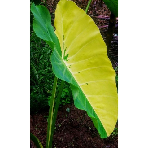ready anakan colocasia yellow splash