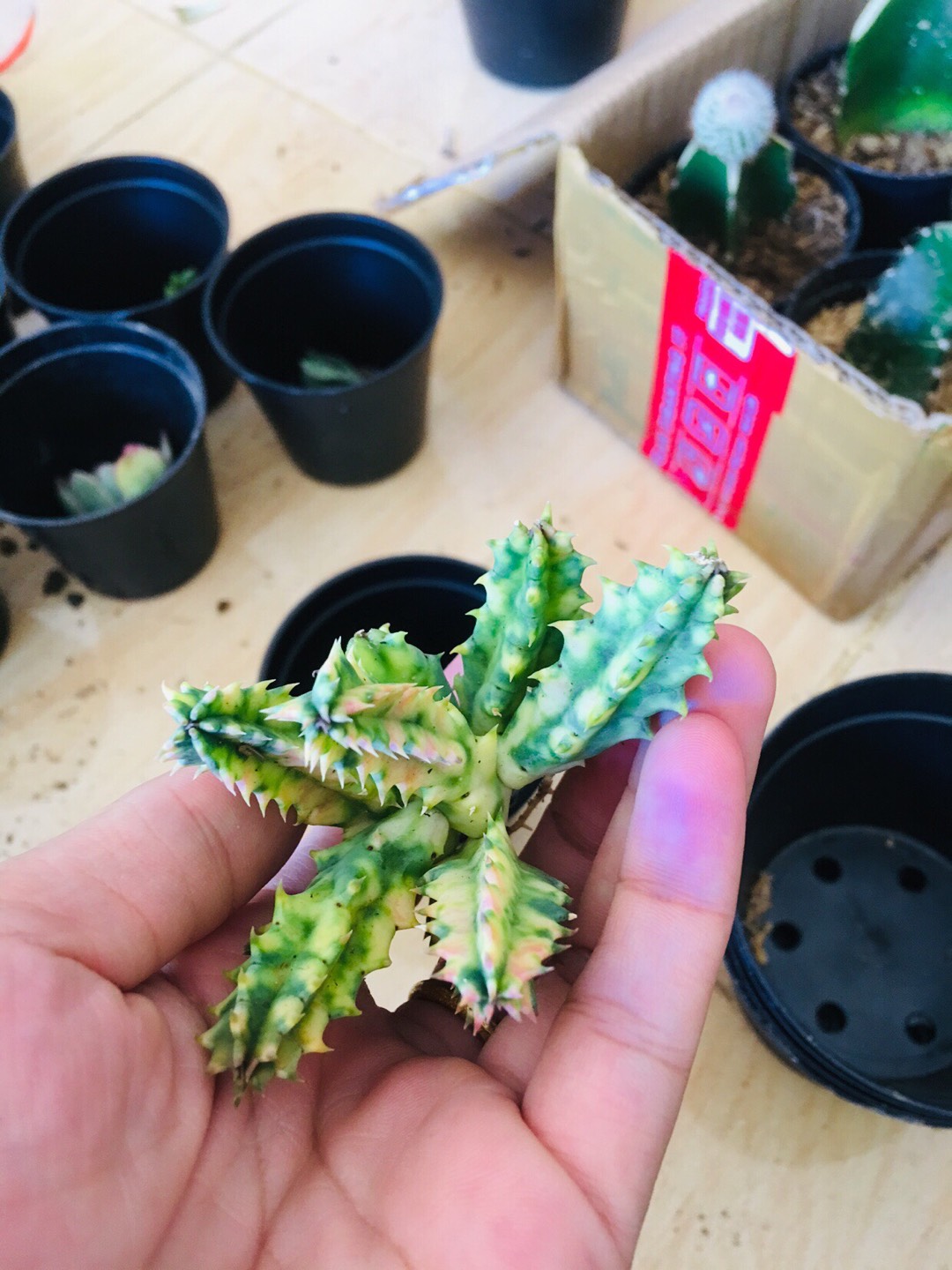 Sekulen Huernia Varigata