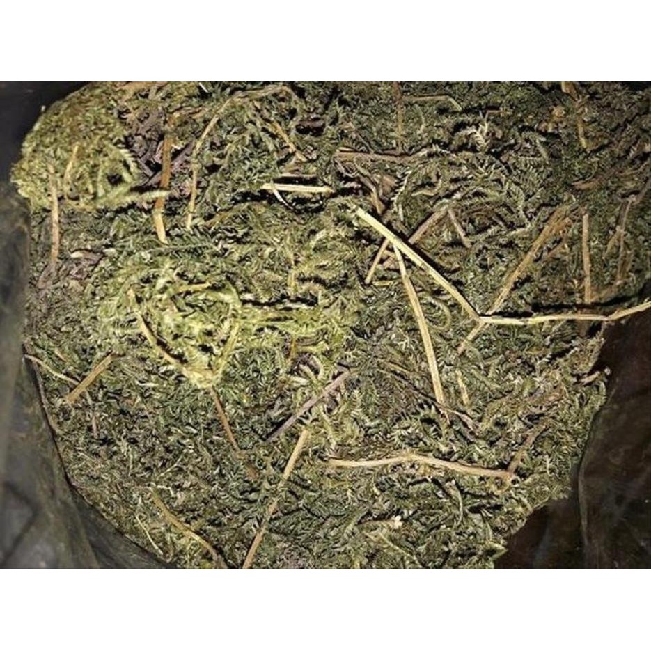 

Daun Cakar Ayam 500gram Herbal Alami
