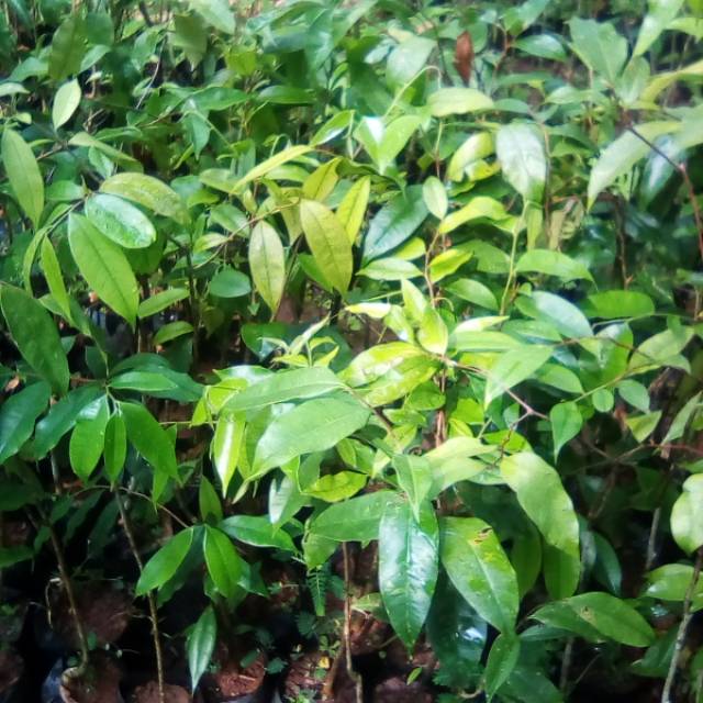 BIBIT KAYU GAHARU MALACENSIS 50CM // POHON GAHARU // KAYU GAHARU