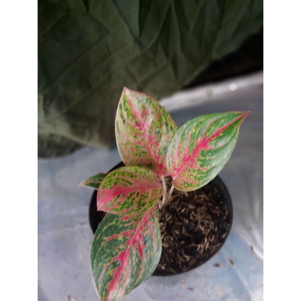 Aglonema Big Papa / anakan