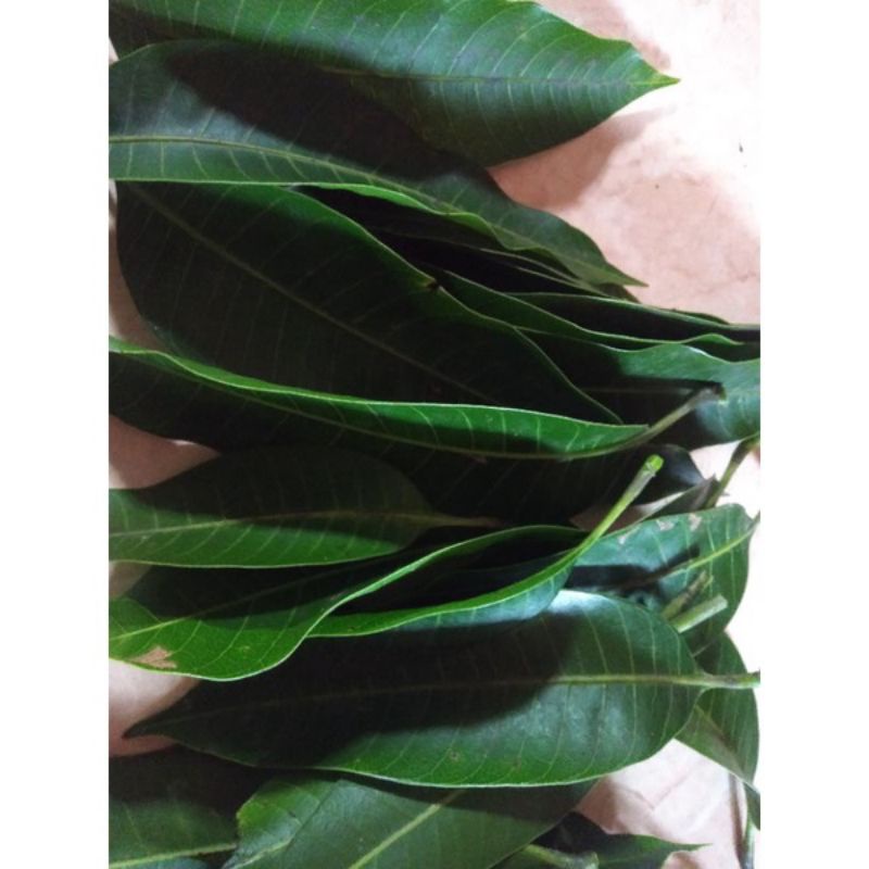 

Daun Buah Segar Fresh Obat Herbal 1Kg Murah