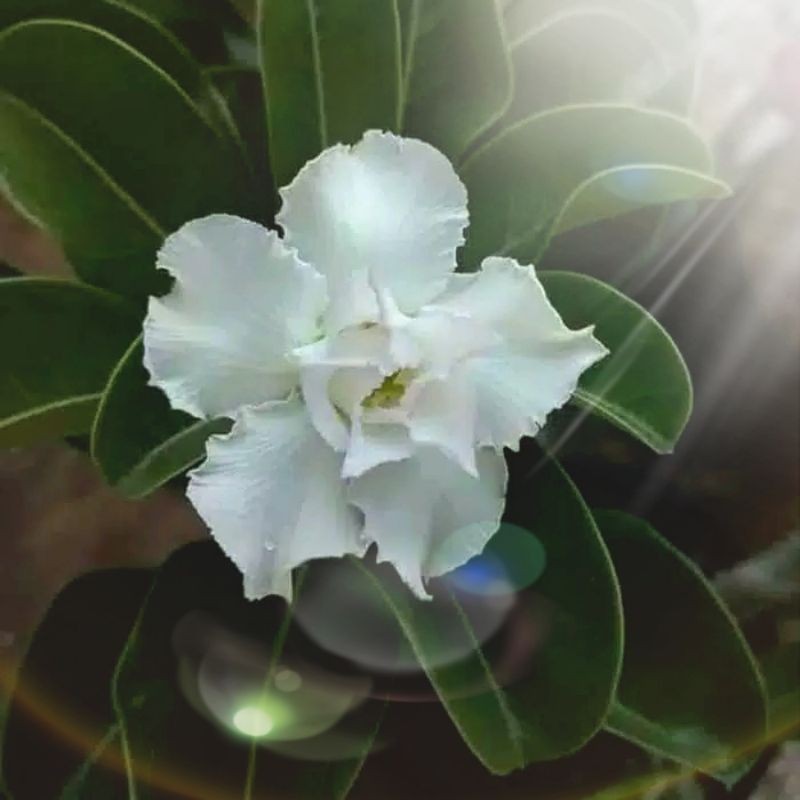BUNGA CANTIK bibit tanaman adenium bunga putih bonggol besar bahan bonsai kamboja