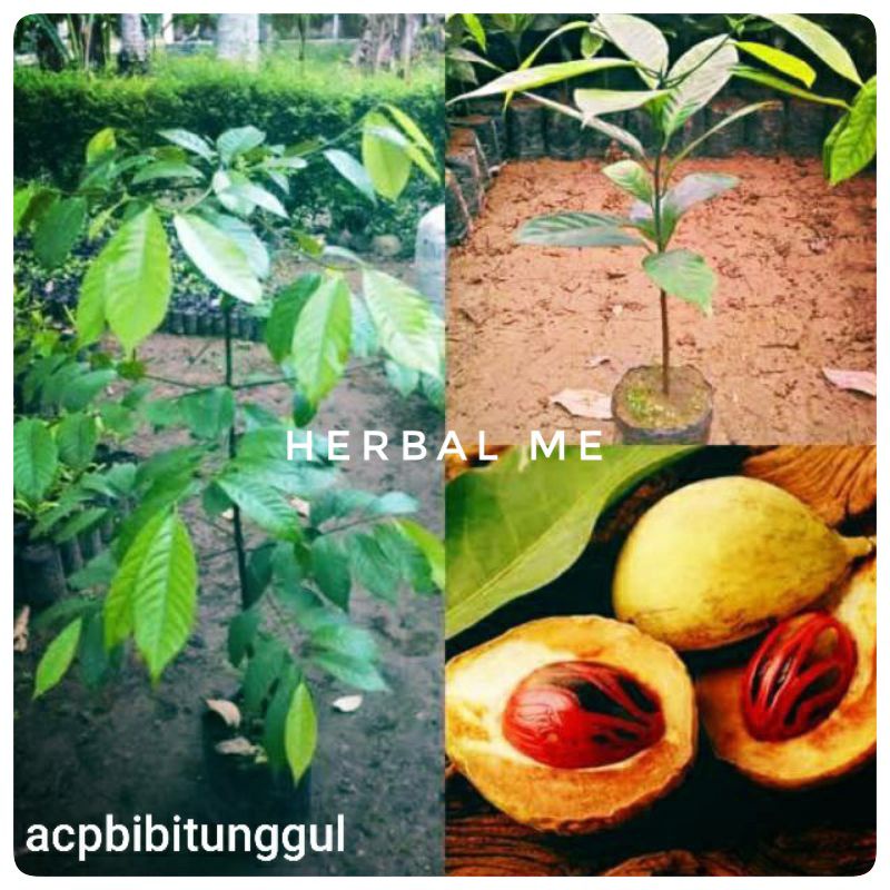 PALA / BIBIT PALA / BIBIR POHON PALA / PALA UNGGUL / BIBIT PALAINYAK / BIBIT PALA SIAP TANAM