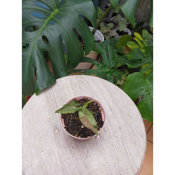 syngonium milk confetti