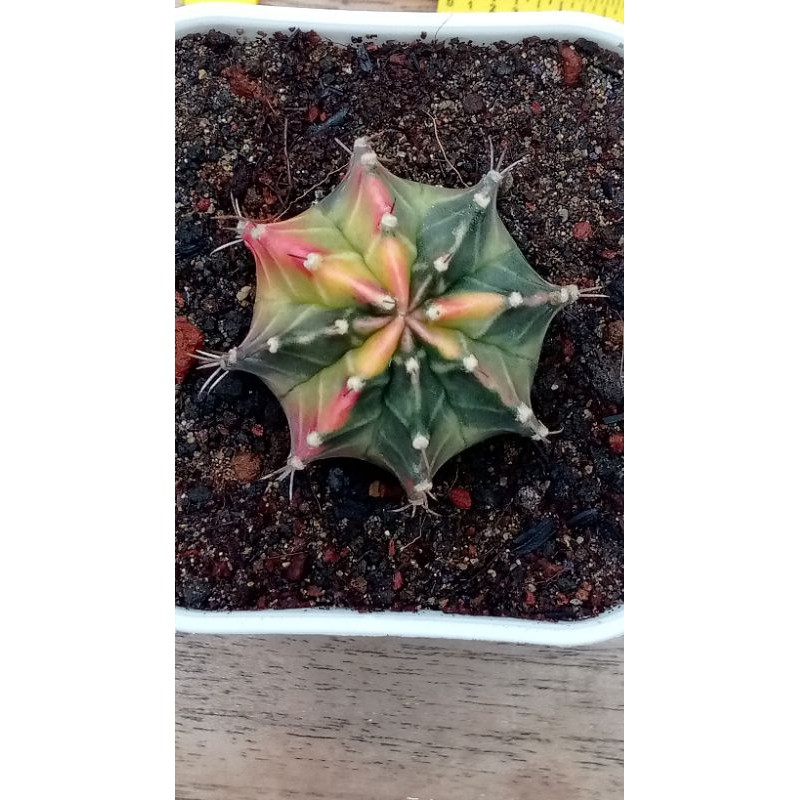 Kaktus Gymno Gymnocalycium Mihanovichii starfire