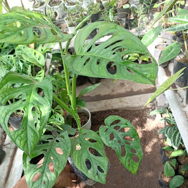 Janda bolong  daun 6.7