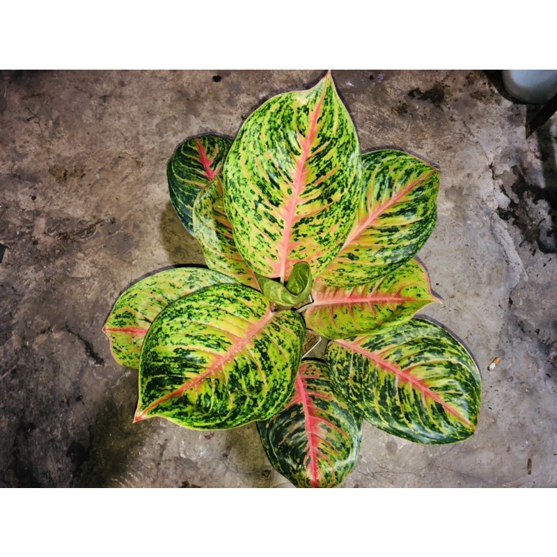 Aglonema Big papa jumbo