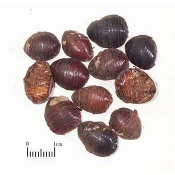 

10 G 50 GR 100 GRAM 土鳖虫 土地鳖虫 TU DI BIE CHONG EUPOLYPHAGA STELEOPHAGA WINGLESS COCKROACH GROUND BEETLE
