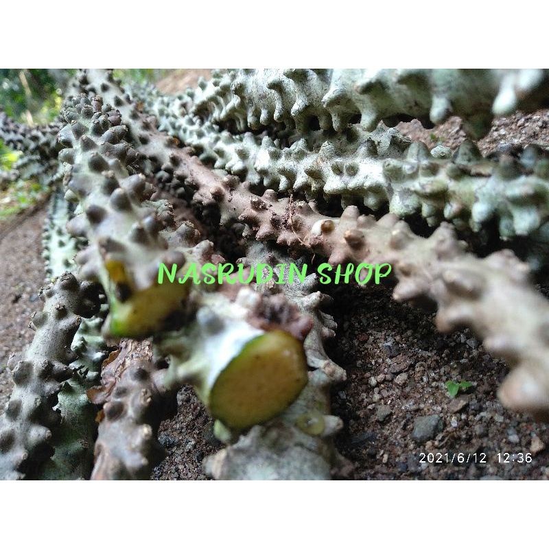 

[Fresh] BIBIT BROTOWALI BIBIT STEK BROTOWALI / TINOSPORA CORDIFOLIA / ANTAWALI / BRATAWALI / AKAR