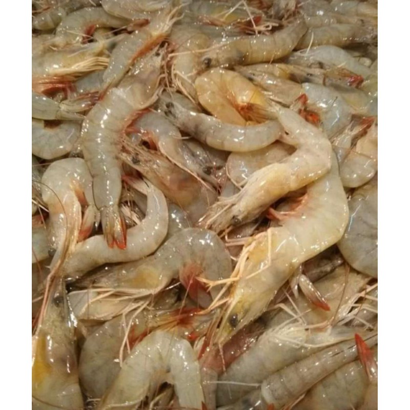 

udang peci laut 500grm
