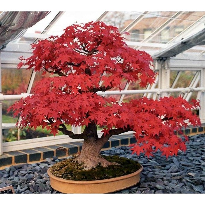Amefurashi Bibit Maple Tree Red Maple Pohon Maple Unik