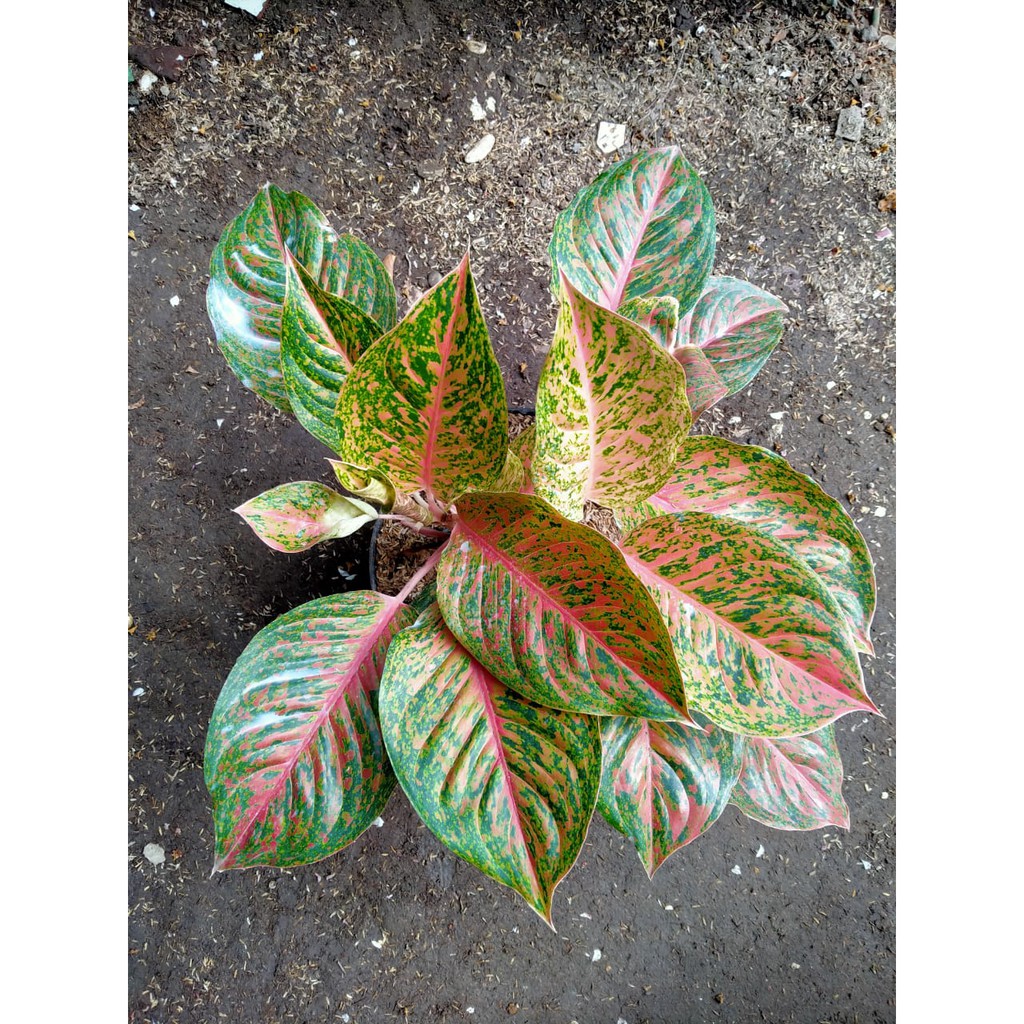 Tanamn Hias Indoor Aglaonema Aglonema Red Striptis
