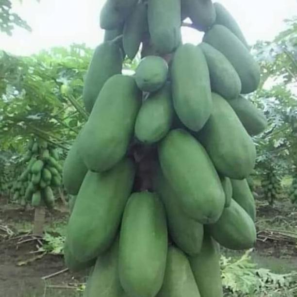 Benih Pepaya California Sun Grads Isi Sekitar 60 Biji Bibit Pepaya Bibit Pepaya California Benih Pep