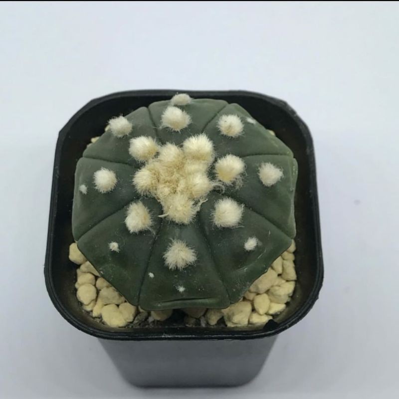 Kaktus Astrophytum Ooibo Cactus Astro Ooibo oibo unik rare