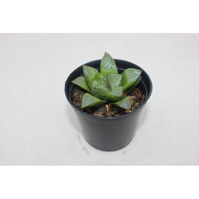 Haworthia Emeylae Picta